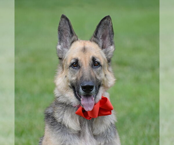 Medium Photo #12 German Shepherd Dog Puppy For Sale in Gretna, NE, USA