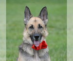 Small #11 German Shepherd Dog
