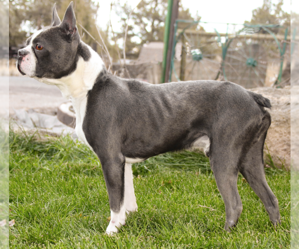 Medium Photo #1 Boston Terrier Puppy For Sale in CRKD RVR RNCH, OR, USA