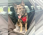 Dino 3181 - Male German Shepherd Dog Dog for Adoption - Small photo