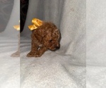 Small #5 Cavapoo (Miniature)