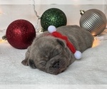 Small Photo #5 French Bulldog Puppy For Sale in FLEMING ISLAND, FL, USA
