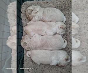 Maltipoo (Miniature) Litter for sale in BROOKFIELD, MO, USA