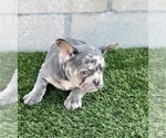 Small Photo #3 French Bulldog Puppy For Sale in ALBUQUERQUE, NM, USA