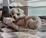 Small #2 Maltipoo (Miniature)