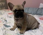 Small Photo #15 French Bulldog Puppy For Sale in EMORY, TX, USA