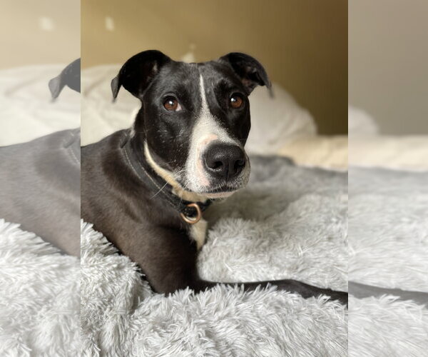 Medium Photo #3 Mutt Puppy For Sale in Rockaway, NJ, USA