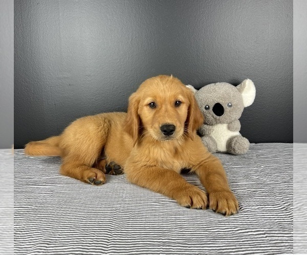 Medium Photo #1 Golden Retriever Puppy For Sale in INDIANAPOLIS, IN, USA
