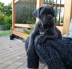 View Ad Cane Corso Litter Of Puppies For Sale Near