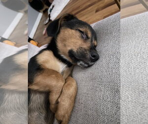 Mutt Dogs for adoption in Sandy, UT, USA