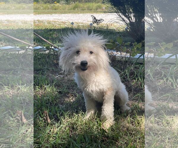 Medium Photo #6 - Mix Puppy For Sale in HOPKINSVILLE/PRINCETON, KY, NH, USA