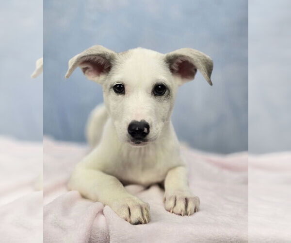 Medium Photo #4 Mutt Puppy For Sale in Lakewood, CO, USA