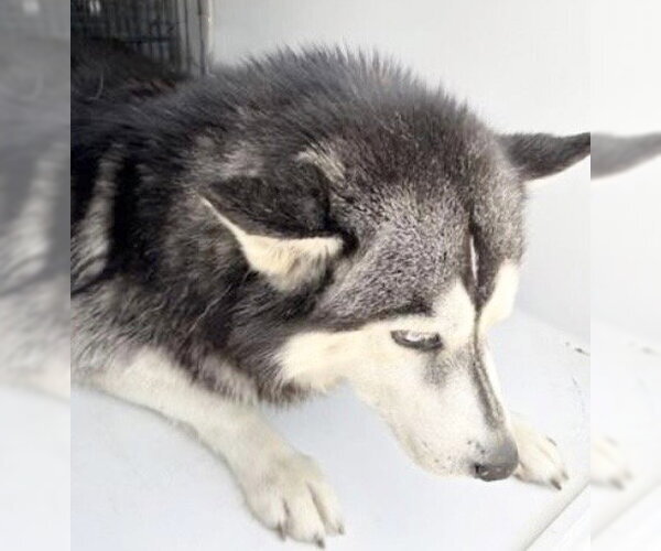 Medium Photo #1 Siberian Husky-Unknown Mix Puppy For Sale in Houston, TX, USA