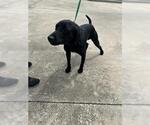 Small Labrador Retriever