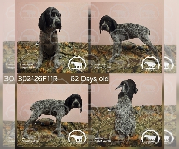 Medium Photo #1 German Shorthaired Pointer Puppy For Sale in MOYIE SPRINGS, ID, USA