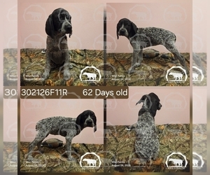 Medium German Shorthaired Pointer