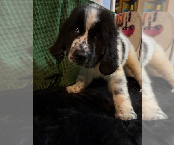 Medium Photo #3 Newfoundland Puppy For Sale in AURORA, IN, USA