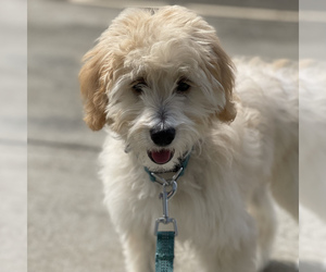 Goldendoodle-Poodle (Miniature) Mix Puppy for sale in ALBANY, OR, USA
