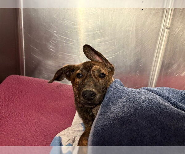 Medium Photo #1 German Shepherd Dog-Unknown Mix Puppy For Sale in Rancho Cucamonga, CA, USA