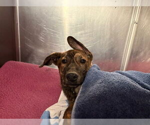 German Shepherd Dog-Unknown Mix Dogs for adoption in Rancho Cucamonga, CA, USA