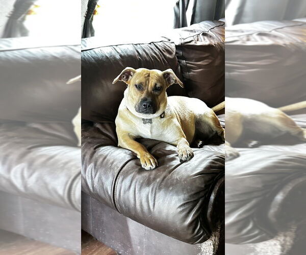 Medium Photo #2 Boxador Puppy For Sale in Boston, MA, USA
