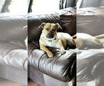 Small #1 Boxador