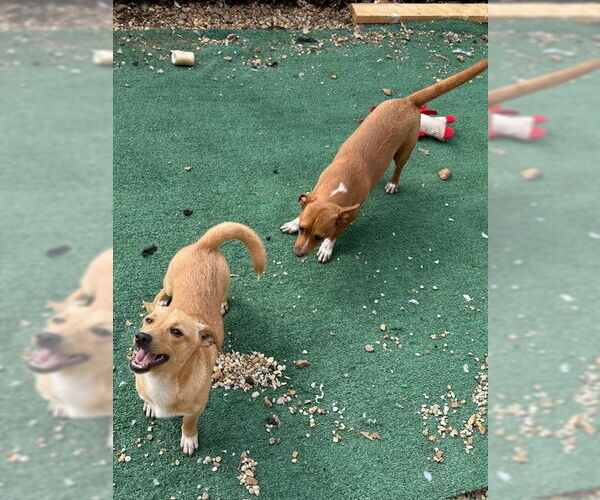 Medium Photo #2 Chiweenie Puppy For Sale in Wakefield, RI, USA