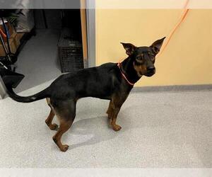 Doberman Pinscher-Unknown Mix Dogs for adoption in Orange, CA, USA