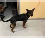Small Doberman Pinscher Mix