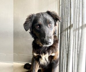 Borador Dogs for adoption in San Bernardino, CA, USA