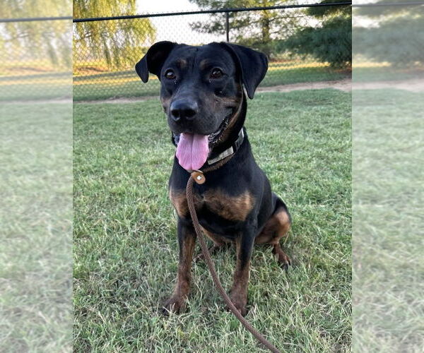 Medium Photo #3 Mastador Puppy For Sale in Evansville, IN, USA