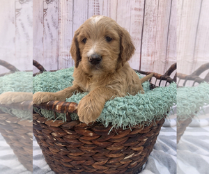 Goldendoodle Puppy for Sale in CERES, California USA
