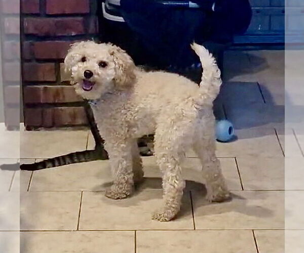 Medium Photo #4 Poodle (Miniature) Puppy For Sale in Staten Island, NY, USA