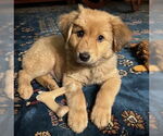Small Golden Retriever Mix