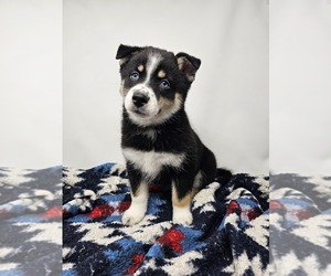 Pomsky Puppy for sale in KANSAS CITY, KS, USA
