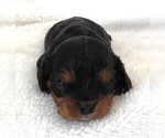 Small Photo #9 Cavalier King Charles Spaniel Puppy For Sale in CARLISLE, KY, USA