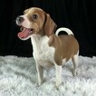 Small Photo #10 Beagle Puppy For Sale in CHATTANOOGA, TN, USA