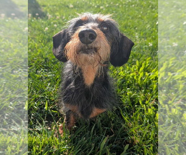 Medium Photo #8 Dachshund Puppy For Sale in Shelbyville, TN, USA
