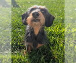 Small #7 Dachshund