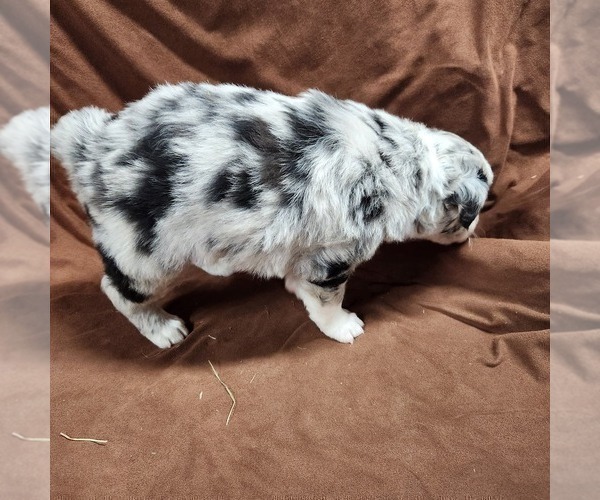 Medium Photo #4 Australian Shepherd Puppy For Sale in BRIDGEWATER, VA, USA