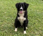 Small Photo #1 Border Collie Puppy For Sale in MORRIS CHAPEL, TN, USA