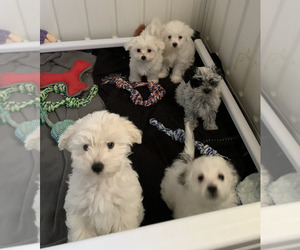 Maltipoo Puppy for Sale in COLLINS, Mississippi USA