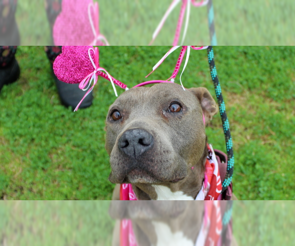 Medium Photo #9 Mutt Puppy For Sale in Abbeville, LA, USA