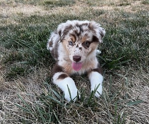 Australian Shepherd Puppy for sale in RICHMOND, KY, USA