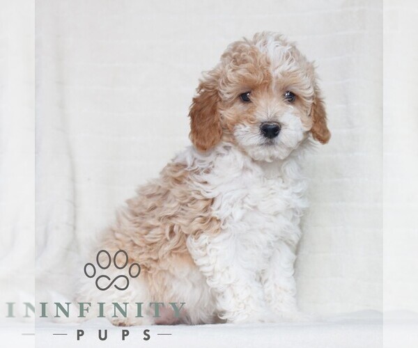 Medium Photo #3 Poodle (Miniature) Puppy For Sale in HONEY BROOK, PA, USA
