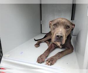 American Pit Bull Terrier Dogs for adoption in Houston, TX, USA