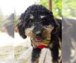 Small Photo #5 Cockapoo Puppy For Sale in LINCOLN, MO, USA