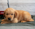 Small Photo #9 Golden Retriever Puppy For Sale in MIDDLEBURY, IN, USA