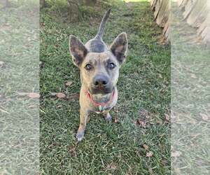 Dachshund-Unknown Mix Dogs for adoption in Oakhurst, NJ, USA