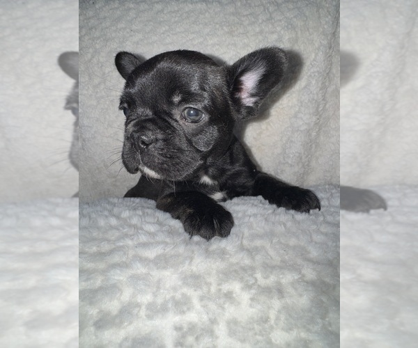 Medium Photo #2 French Bulldog Puppy For Sale in SAN BERNARDINO, CA, USA